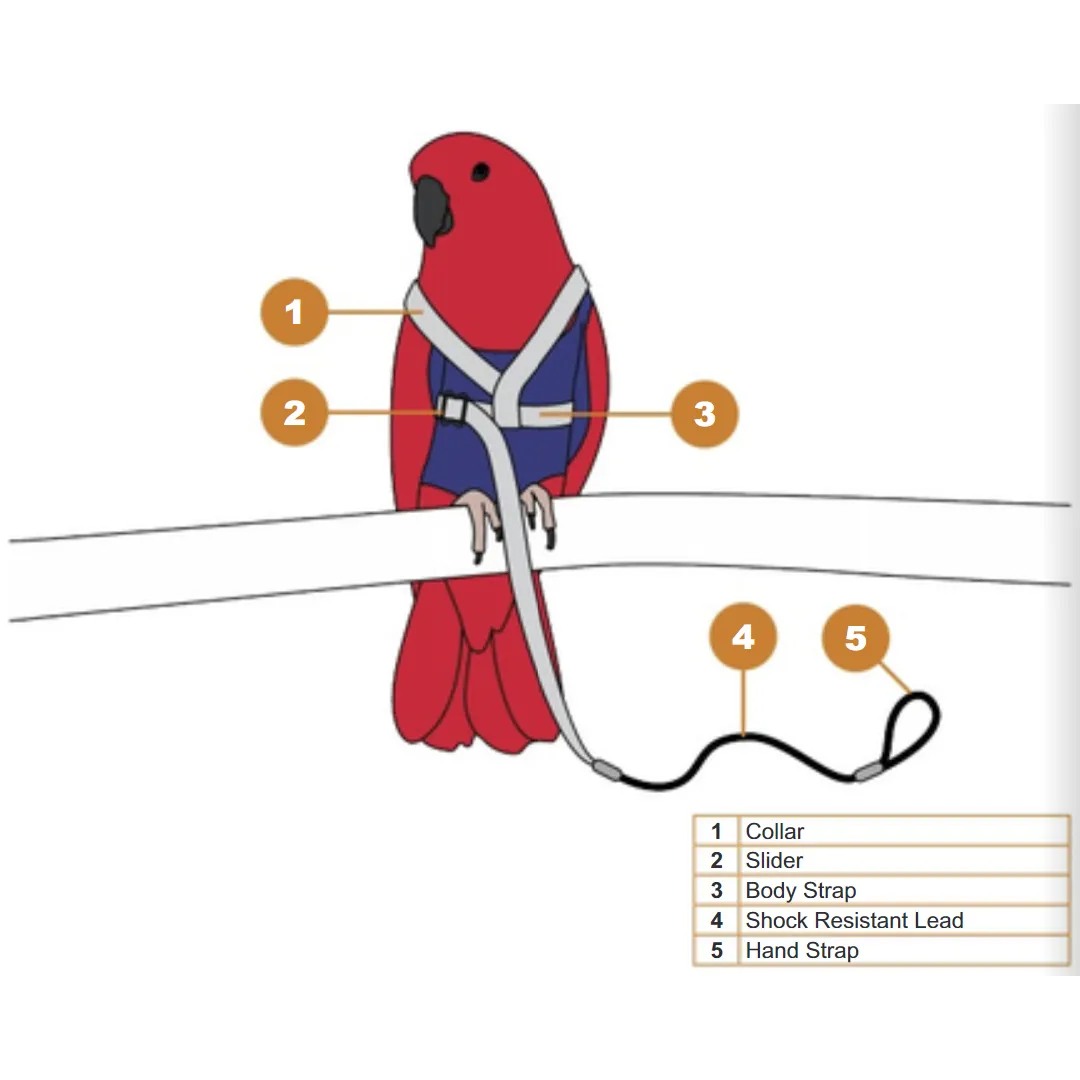 Avi One Bird Harness with Lead