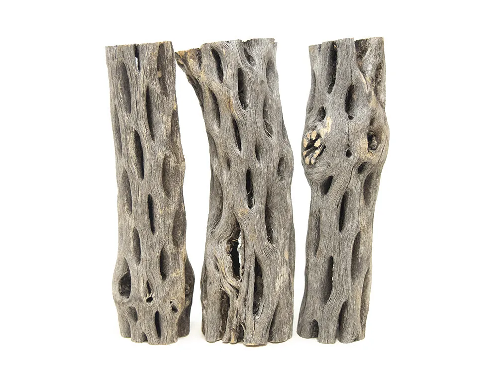 Buckhorn Cholla Wood