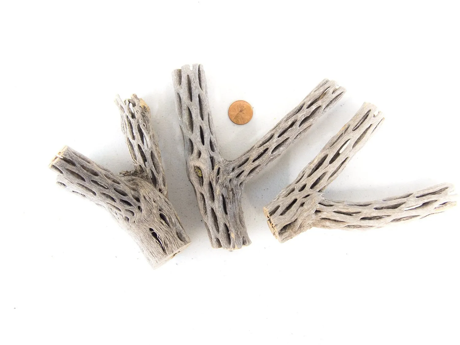 Buckhorn Cholla Wood