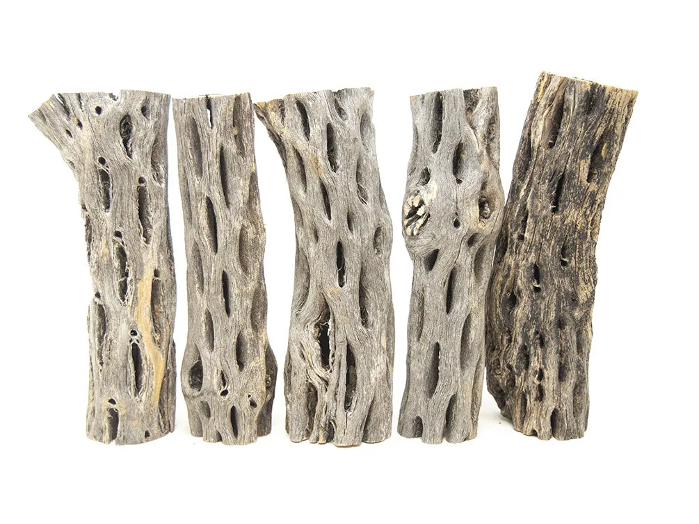 Buckhorn Cholla Wood
