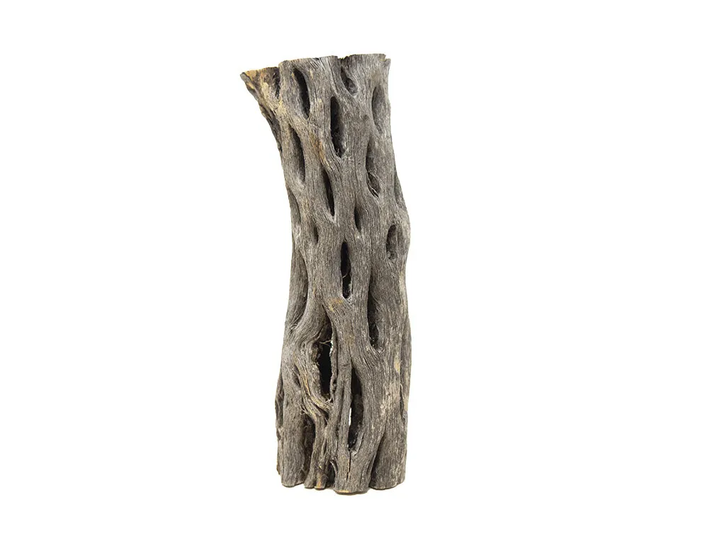 Buckhorn Cholla Wood