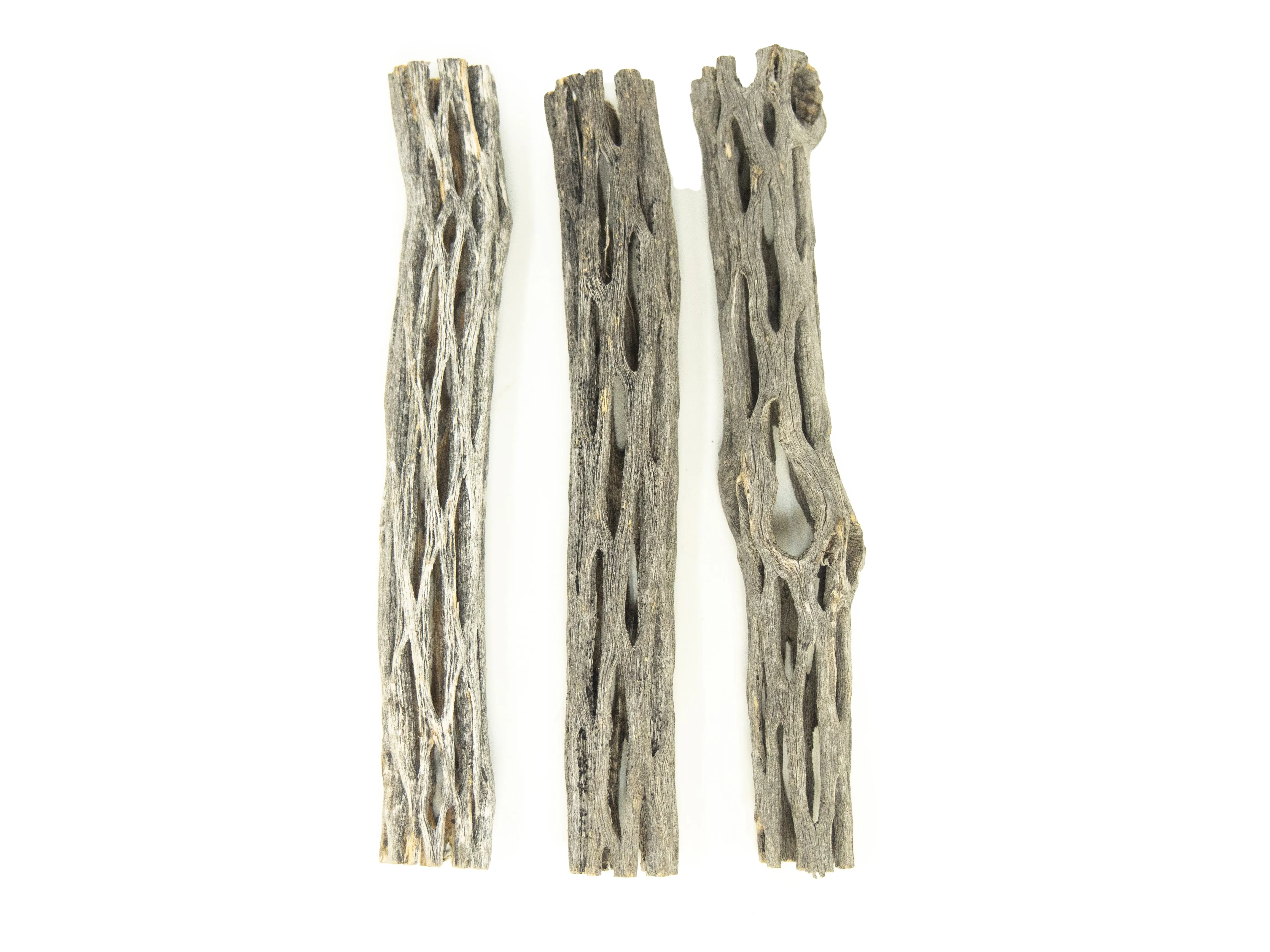 Buckhorn Cholla Wood