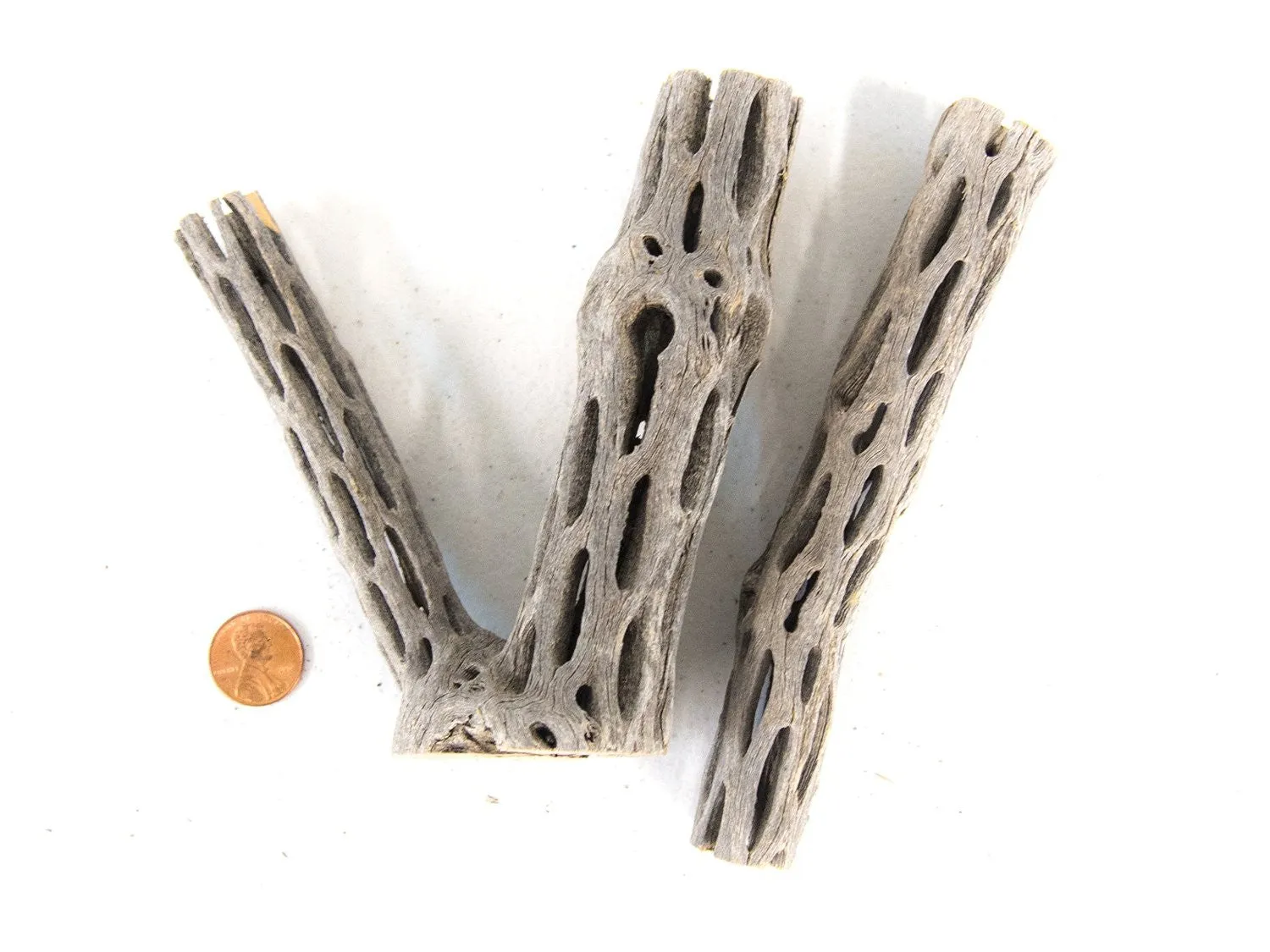 Buckhorn Cholla Wood