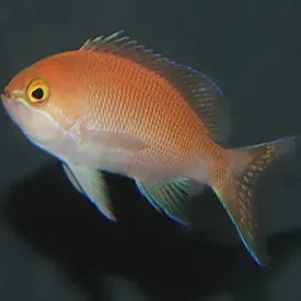 Carlson Anthias - Vibrant Orange-Pink Fish for Stunning Aquatic Displays