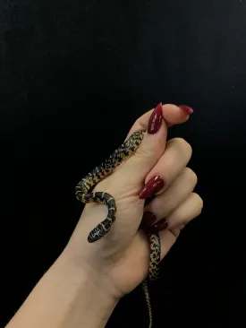 Florida King Snake (Dade County)