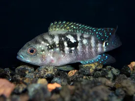 Jack Dempsey Cichlid (Rocio octofasciata), Tank-Bred