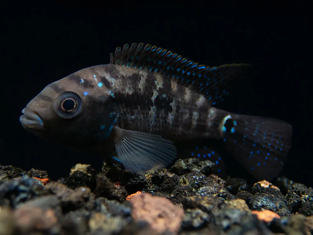 Jack Dempsey Cichlid (Rocio octofasciata), Tank-Bred