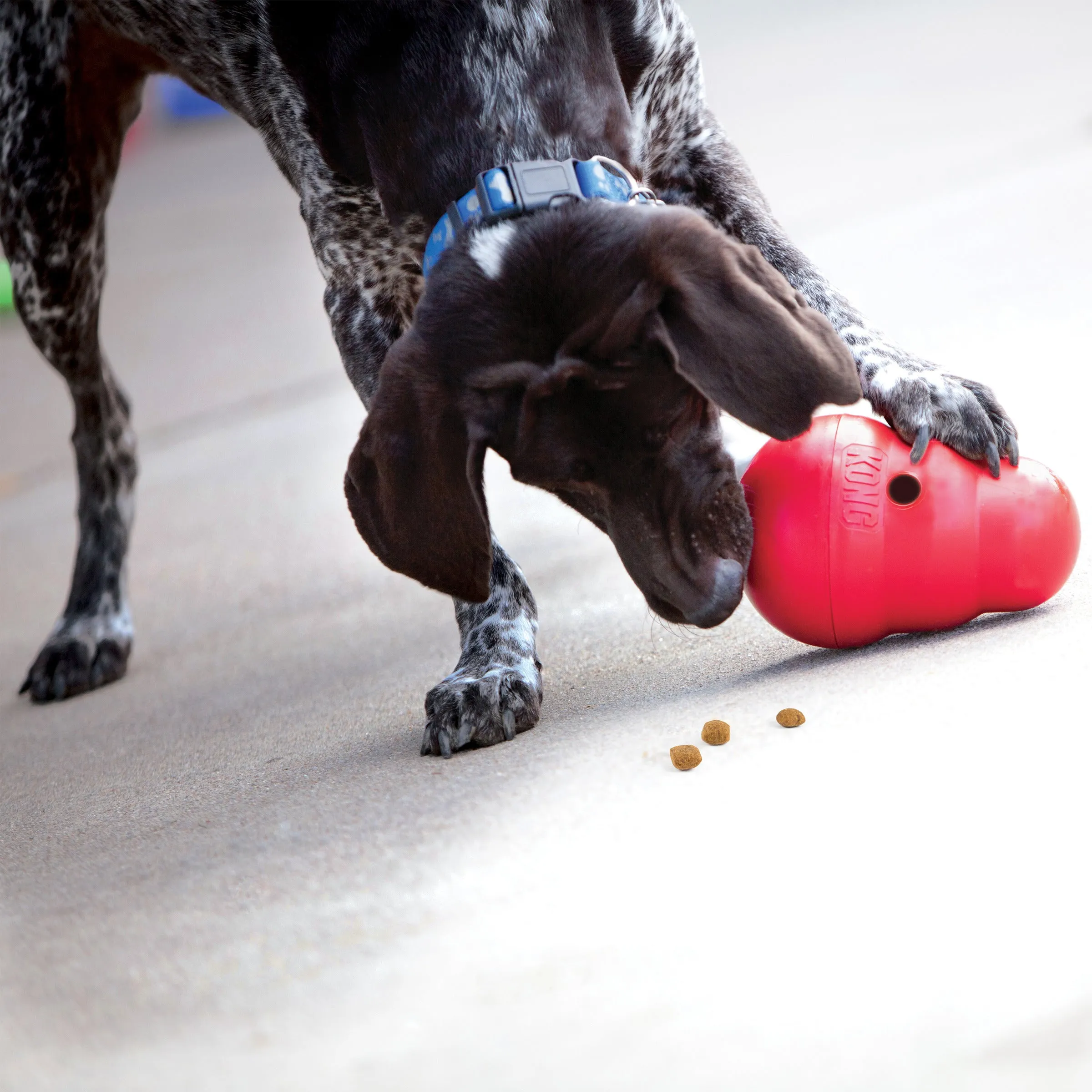 Kong Wobbler, Dog Toy