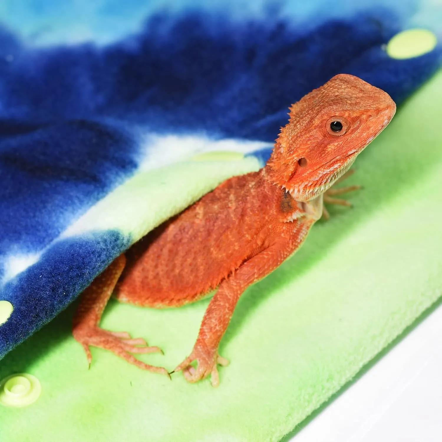 LIKZINWA Small Animal Sling Carrier, Bearded Dragon and Lizard Reptile Carrier With Adjustable Strap (Blue-Green)