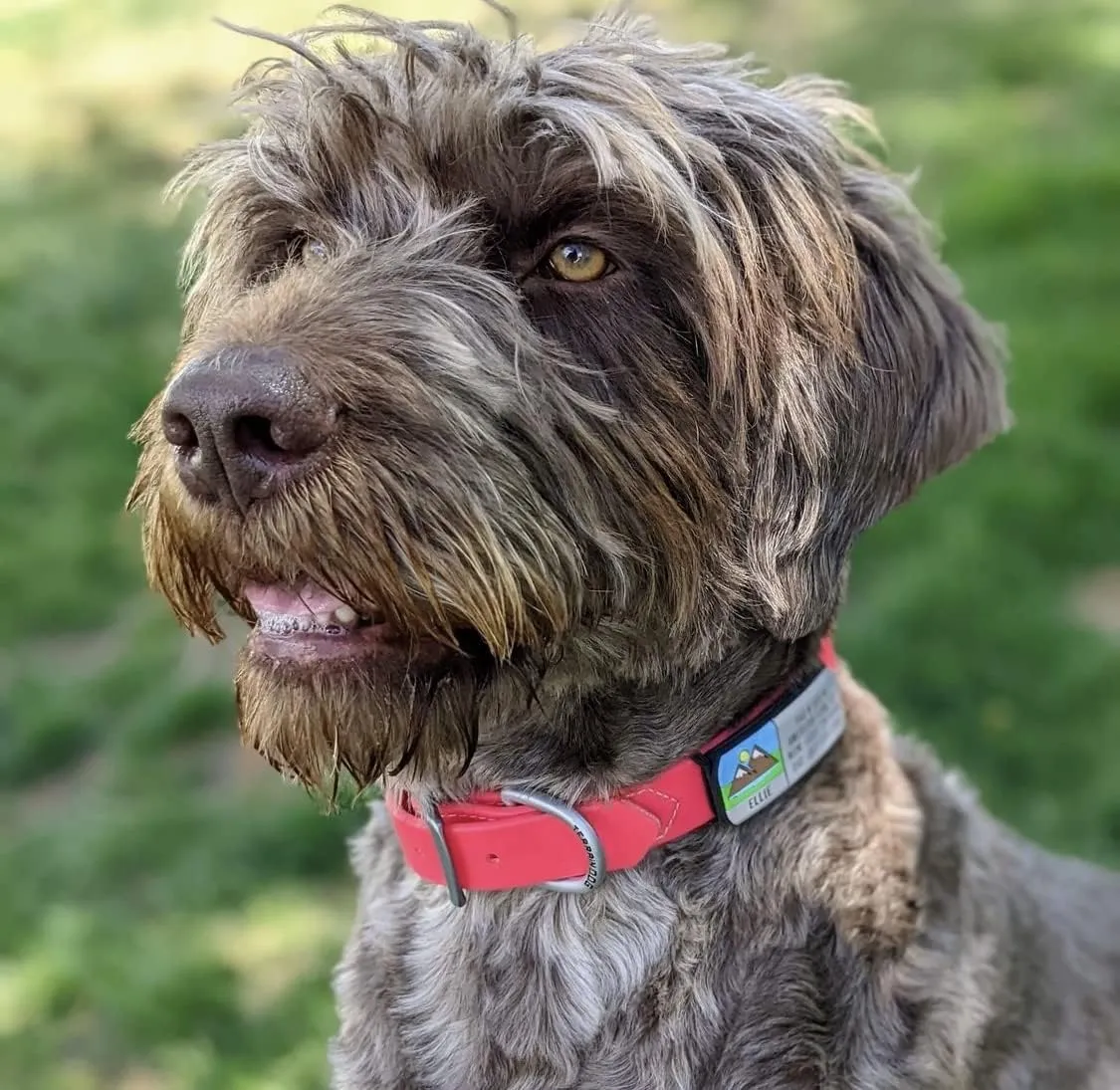 LYP Soundless Slide-On Collar Dog ID Tag - Designer Deep Engraved Silicone  Engraving Will Last - Pet ID Tags, Dog Tags, Cat Tags (Paw - Hot Pink, Large)