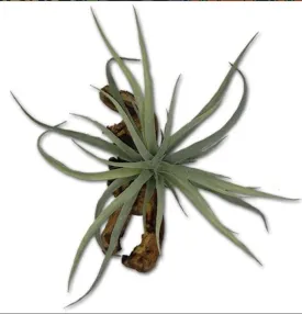 Magnaturals Tillandsia Magnatural