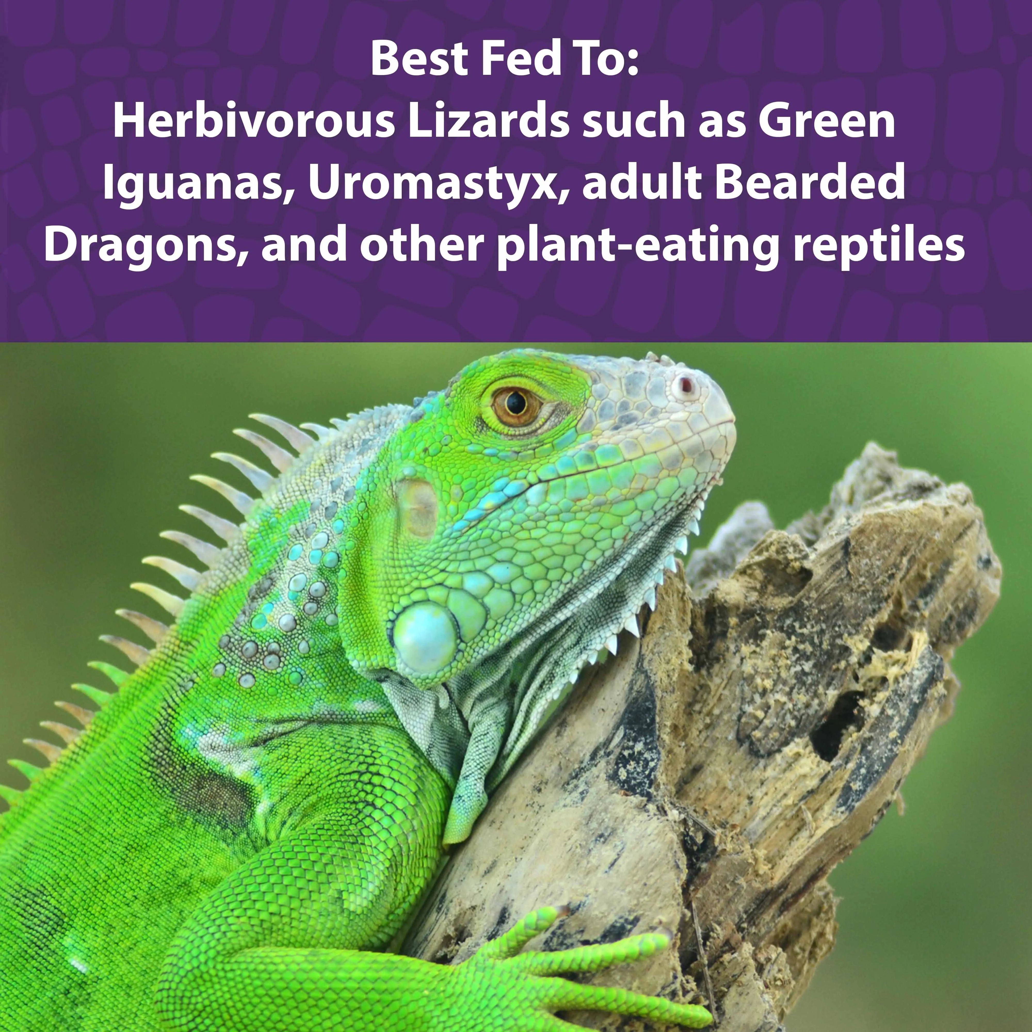 Mazuri® Herbivorous Reptile Diet
