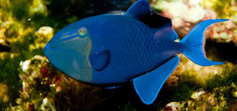 Niger Triggerfish (Odonus niger)