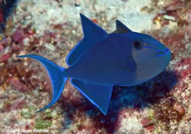 Niger Triggerfish (Odonus niger)