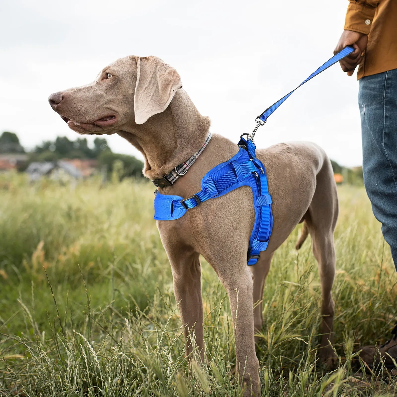 No Pull Dog Harness, Mesh Breathable Padded Dog Vest Harness Step-in