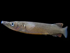 Orange-Finned Halfbeak (Nomorhampus ebrardtii)