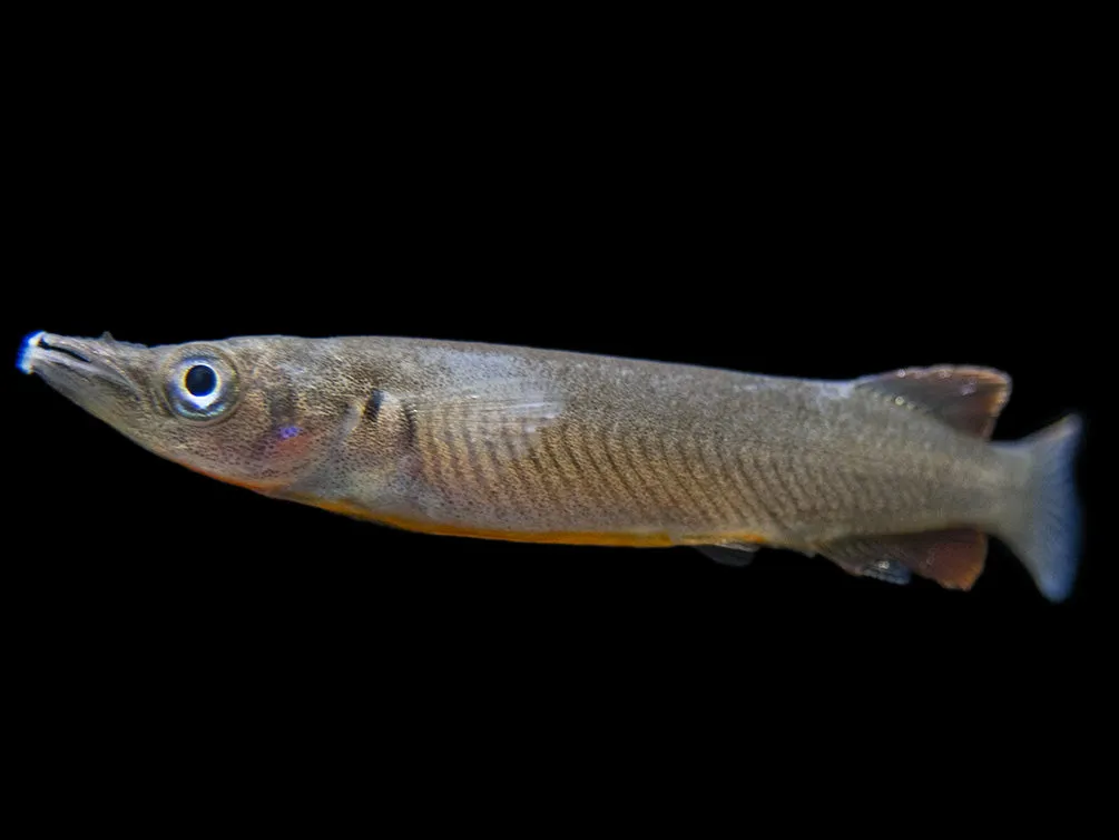 Orange-Finned Halfbeak (Nomorhampus ebrardtii)