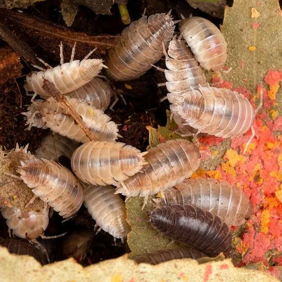 Porcellio laevis "California Mix" - CaliMix Isopods