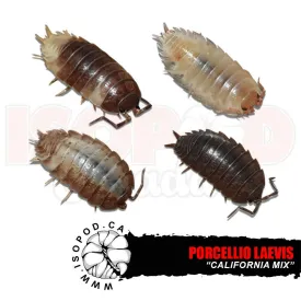 Porcellio laevis "California Mix" - CaliMix Isopods