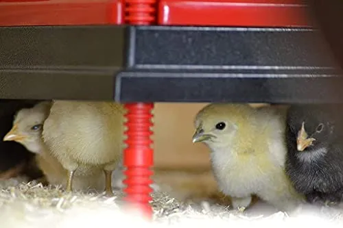 RentACoop Chick Brooder Heating Plate and Anti-Roost Cone Set- Brooder Heat Plate Warms Up to 30 Chicks - Chick Heater with 25 Adjustable Heights and 42 Watts - Safer Than to Heat Lamps - 16" x 16"