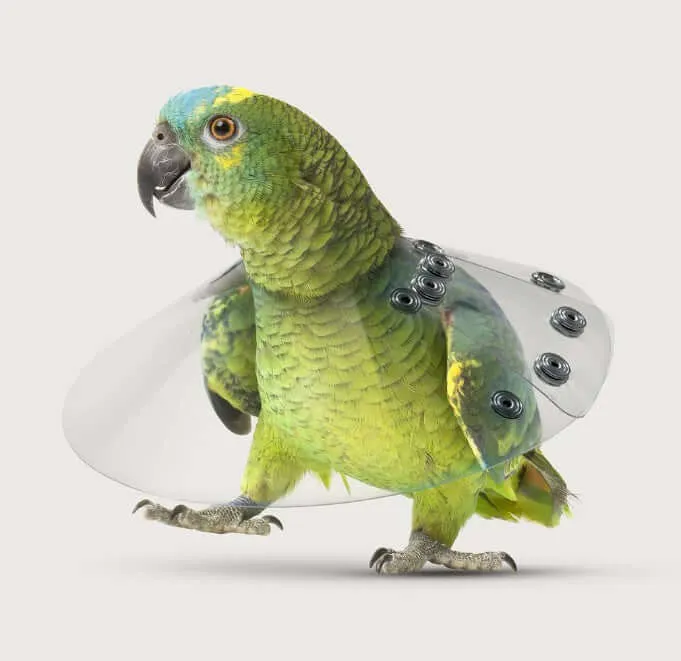 Saf-T Shield Stiff Bird Collar For Severe Feather Plucking Birds
