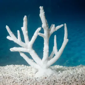 Sporn Bleach Staghorn Acropora Aquarium Decor