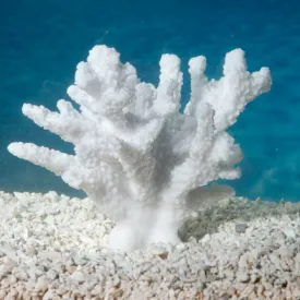 Sporn Cat Paw Acropora Plant White Aquarium Decor