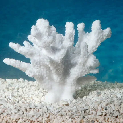 Sporn Cat Paw Acropora Plant White Aquarium Decor